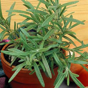 Romarin officinalis