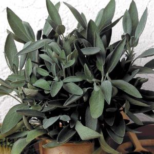 Sauge officinale