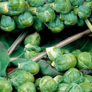 Chou de Bruxelles Rosy