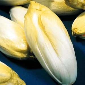 Endives (Chicons de Malines)