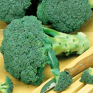 Chou Brocoli Calabria
