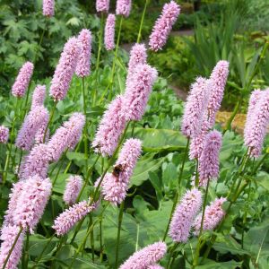 Persicaria Bistorta