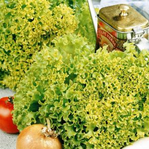 Laitue Frisée Lollo Bionda