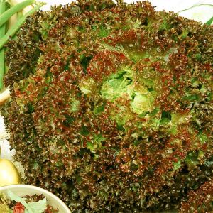 Laitue frisée Lollo Rossa