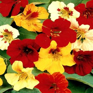 Nasturtium Tom Thumb/Capucine