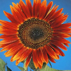 Tournesol Evening Sun