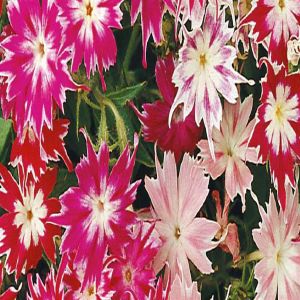 Starphlox à fleur étoilée Twinkle