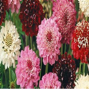 Scabiosa/Scabieuse Mixte