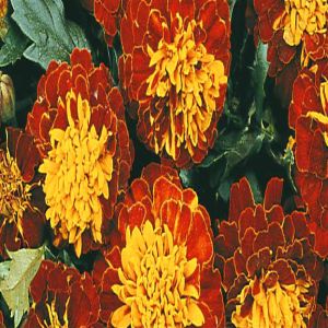French Marigold Harmony Boy/Soucis