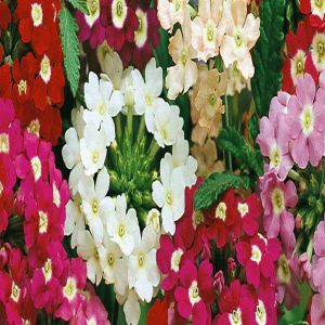 Verveine fleuriste idéal