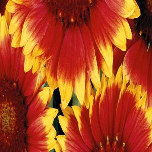 Gaillardia x hybrida Kobold/Gaillarde
