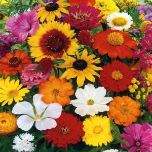 3 4908 Butterfly Mix