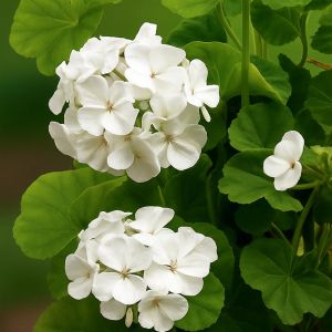 7 4562 Geranium Apollo, White