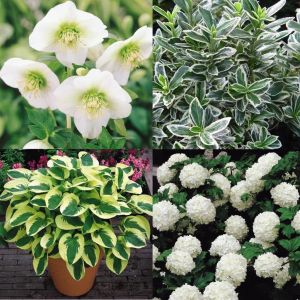 Jardin ombrageux blanc