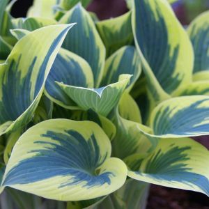 Hosta First Frost/Premier Froid