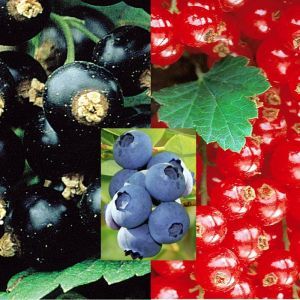 Coll. Blackcurrant/Blueberry/Redcurrant (3x1)