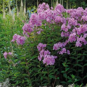 Phlox paniculata violet x 3