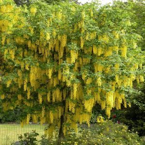 Laburnum Golden Rain