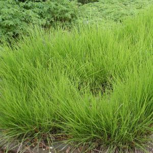Sesleria Automnalis