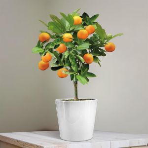 Oranger 25cm