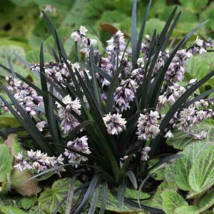 Ophiopogon planiscapus Niger
