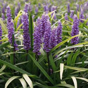 Liriope muscari Moneymaker