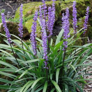 Liriope muscari Royal Purple