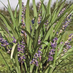Liriope muscari Big Blue
