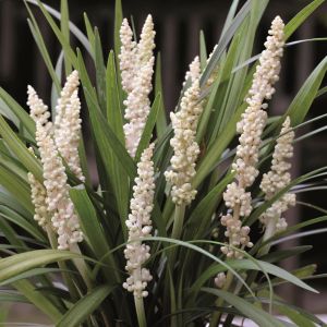 Liriope muscari Monroe White