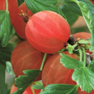 Gooseberry Hinnonmaki Red 12 cm pot