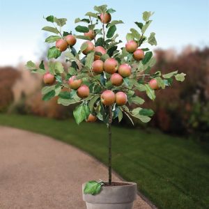 Pommier Malus Standard Cox's Orange P
