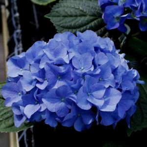 Hortensia Macrophylla Adria Hydrangea