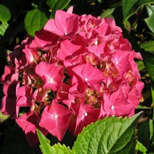 Hortensia macrophylla Alpengluhen