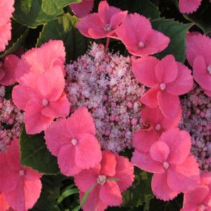 Hydrangea macrophylla Teller Taube P9