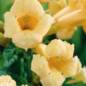 Campsis Radicans Flava