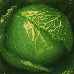 Savooiekool Grote late groene