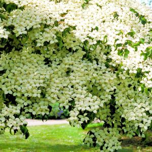 Cornus kousa/Cornouiller