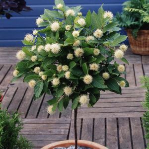 Cephalanthus Standard
