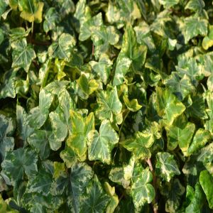 Ivy Hedera variegata/Lierre sauvage