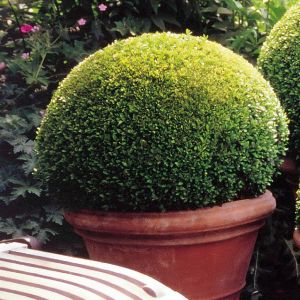 Buxus Bol 30cm.