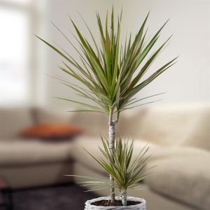 dracaena-hoog-v1