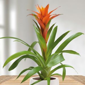 Bromelia orange