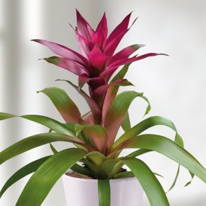 Bromelia violet
