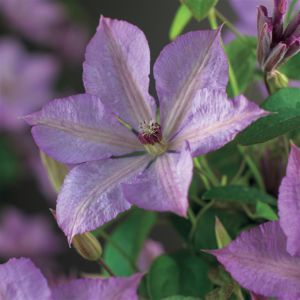 Clematis Margareth Hunt