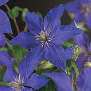Clematis Rhapsody