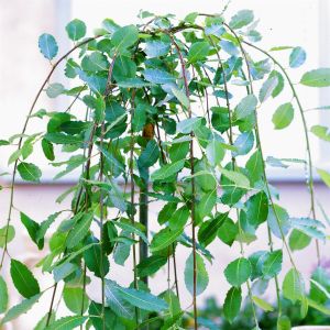 Salix Standard Kilmarnock/Saule