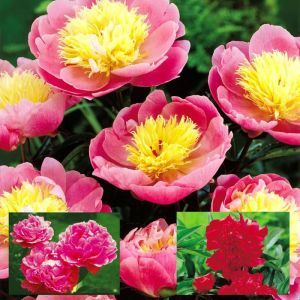 Paeonia Coll. Bowl of Beauty/Edulis/Double Red (3x1)