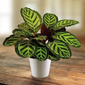 Calathea roseopicta