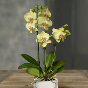 Orchidée Phalaenopsis jaune
