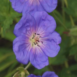 Géranium Rozanne